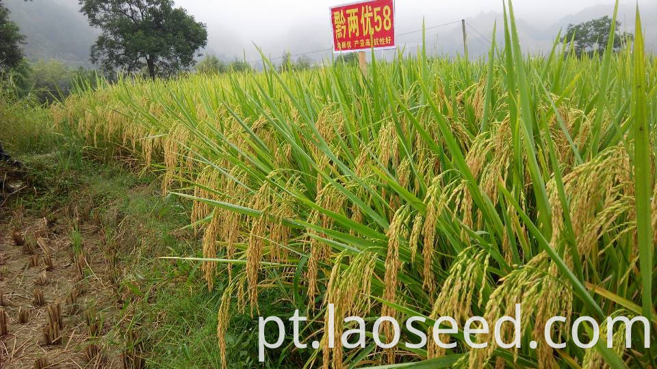 Qianliangyou 58 Rice Seed